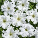 Петунія Афродіта F1 біла (white) /200 насінин (драже)/ *Cerny*