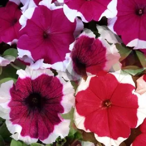 Насіння петунії Дрімс F1 суміш пікоті (mix picotee) /1.000 насінин (драже)/ *Pan American*