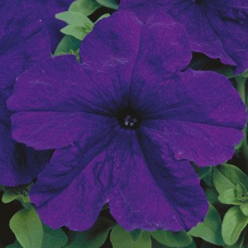 Петуния Игл F1 голубая (blue) /1.000 семян (драже)/ *Sakata*