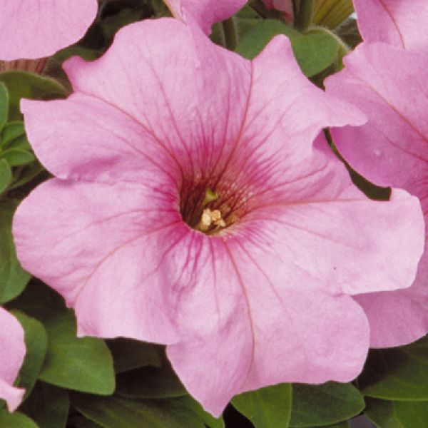 Насіння петунії Ігл F1 пастель пінк (pastel pink) /1.000 насінин (драже)/ *Sakata*