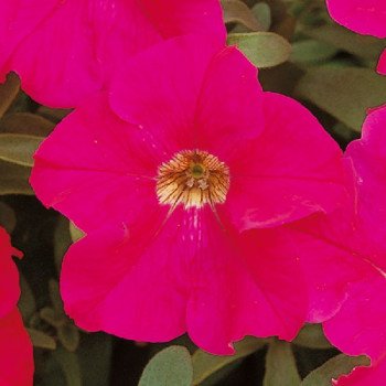 Петуния Игл F1 розовая (rose) /1.000 семян (драже)/ *Sakata*