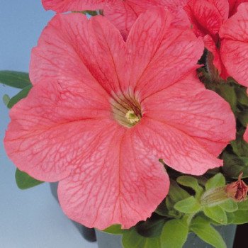 Петуния Игл F1 лососевая (salmon) /1.000 семян (драже)/ *Sakata*