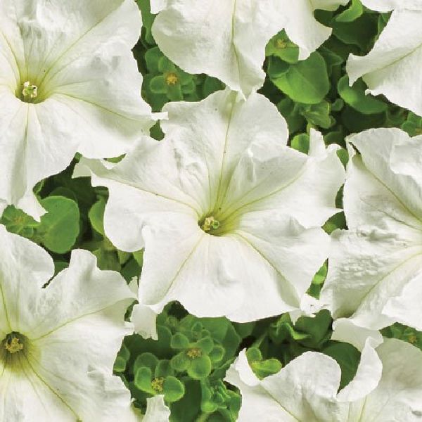 Насіння петунії Містрал F1 біла (white) /200 насінин (драже)/ *Cerny*
