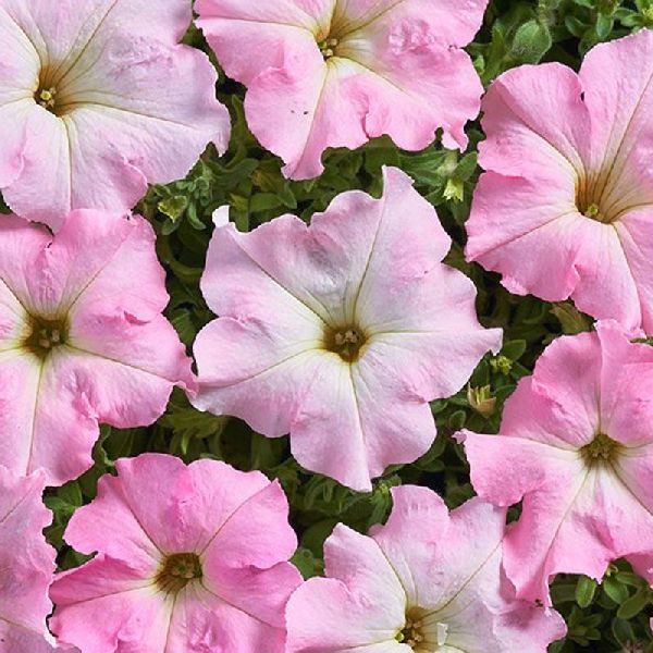 Насіння петунії Містрал F1 перлі (pearly) /500 насінин (драже)/ *Cerny*