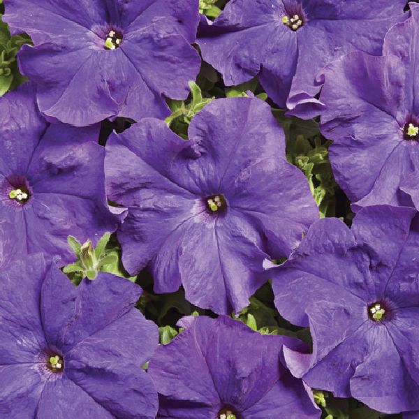 Насіння петунії Містрал F1 синя (blue) /500 насінин (драже)/ *Cerny*