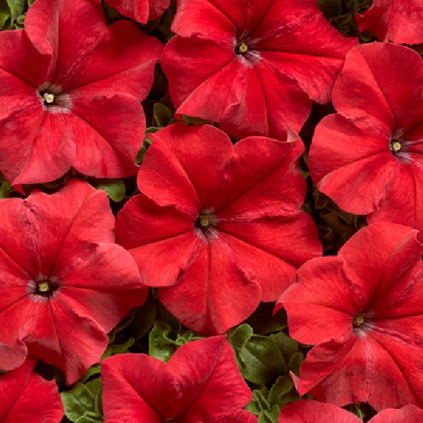 Насіння петунії Містрал F1 яскраво-червона (bright red) /500 насінин (драже)/ *Cerny*