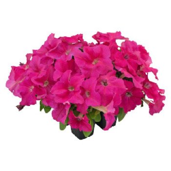 Петуния Саксесс F1 HD пинк (pink) /500 семян/ *Benary*