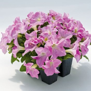 Петунія Саксесс F1 HD лайт пінк (light pink) /500 насінин/ *Benary*