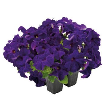 Петуния Саксесс F1 360° синяя (blue) /500 семян (драже)/ *Benary*