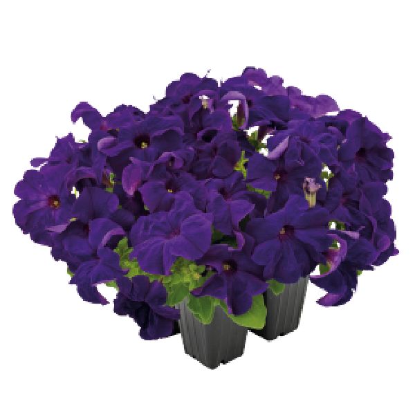 Насіння петунії Саксесс F1 360° cиня (blue) /500 насінин (драже)/ *Benary*