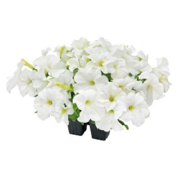 Петуния Саксесс F1 360° белая (white) /500 семян (драже)/ *Benary*