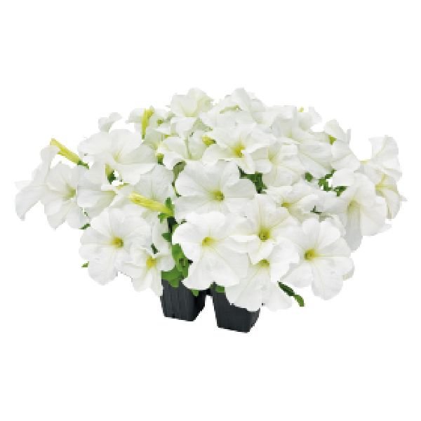 Насіння петунії Саксесс F1 360° біла (white) /500 насінин (драже)/ *Benary*