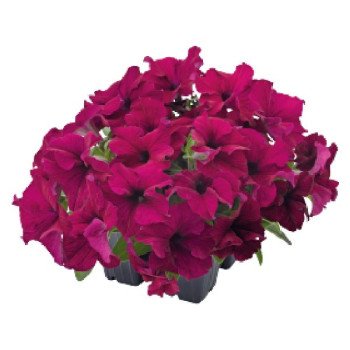 Петуния Саксесс F1 360° бургунди (burgundy) /500 семян (драже)/ *Benary*