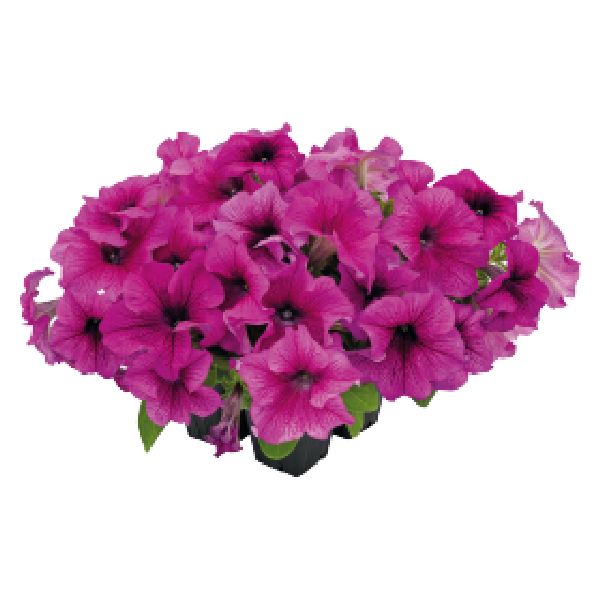 Насіння петунії Саксесс F1 360° бургунді з прожилками (burgundy vein) /500 насінин (драже)/ *Benary*