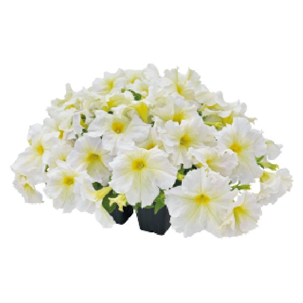 Насіння петунії Саксесс F1 360° світло-жовта (light yellow) /500 насінин (драже)/ *Benary*