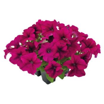 Петуния Саксесс F1 360° пурпурная (purple) /500 семян (драже)/ *Benary*