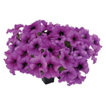 Петуния Саксесс F1 360° пурпурная с прожилками (purple vein) /500 семян (драже)/ *Benary*