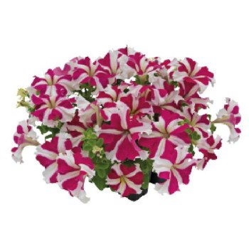 Петуния Саксесс F1 360° роуз стар (rose star) /500 семян (драже)/ *Benary*