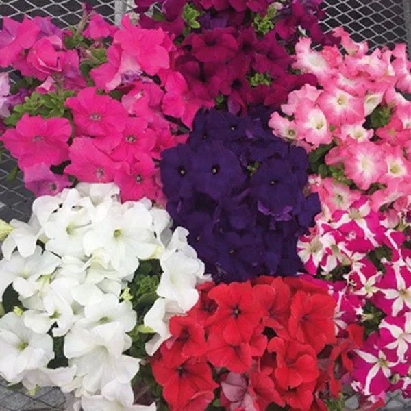 Насіння петунії Саксесс F1 360° суміш (mix) /500 насінин (драже)/ *Benary*