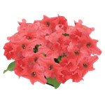 Петуния Саксесс F1 360° темно-лососевая (deep salmon) /500 семян (драже)/ *Benary*