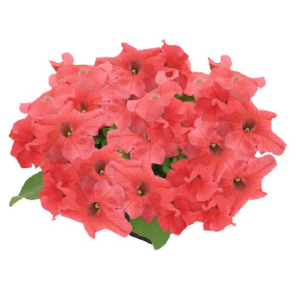 Семена петунии Саксесс F1 360° темно-лососевая (deep salmon) /500 семян (драже)/ *Benary*