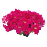 Петуния Саксесс F1 360° дип пинк (deep pink) /500 семян (драже)/ *Benary*