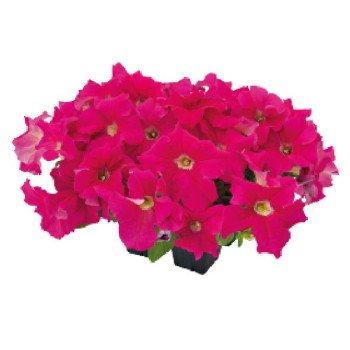 Петунія Саксесс F1 360° діп пінк (deep pink) /500 насінин (драже)/ *Benary*