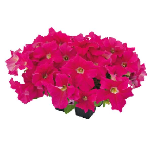 Семена петунии Саксесс F1 360° дип пинк (deep pink) /500 семян (драже)/ *Benary*