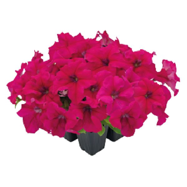 Насіння петунії Саксесс F1 360° темно-рожева (deep rose) /500 насінин (драже)/ *Benary*