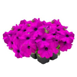 Петунія Саксесс F1 360° фіолетова (violet) /500 насінин (драже)/ *Benary*