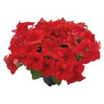 Петунія Саксесс F1 360° червона (red) /500 насінин (драже)/ *Benary*