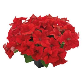 Петуния Саксесс F1 360° красная (red) /500 семян (драже)/ *Benary*