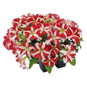 Петуния Саксесс F1 360° ред стар (red star) /500 семян (драже)/ *Benary*