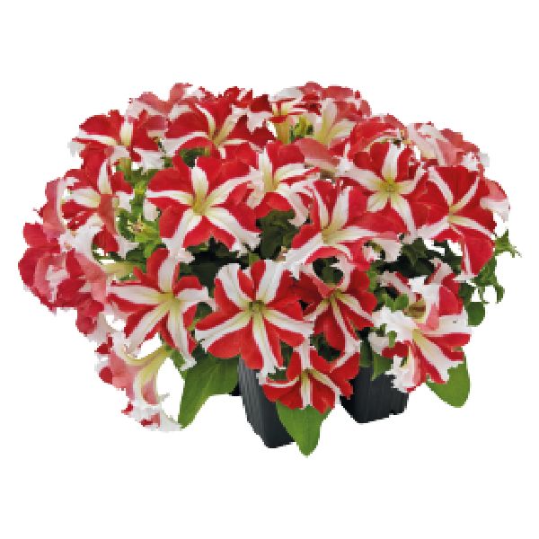 Насіння петунії Саксесс F1 360° ред стар (red star) /500 насінин (драже)/ *Benary*