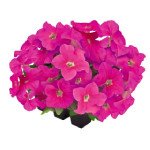 Петуния Саксесс F1 360° пинк (pink) /500 семян (драже)/ *Benary*