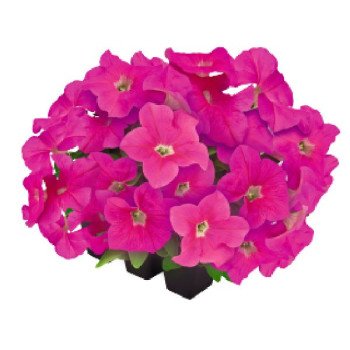 Петунія Саксесс F1 360° пінк (pink) /500 насінин (драже)/ *Benary*