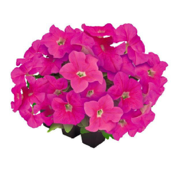 Семена петунии Саксесс F1 360° пинк (pink) /500 семян (драже)/ *Benary*