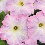 Петунія Саксесс F1 TR лайт пінк морн (light pink morn) /100 насінин/ *Benary*