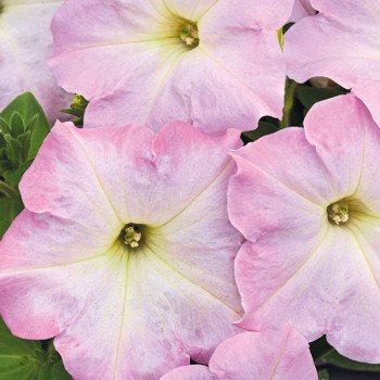 Петунія Саксесс F1 TR лайт пінк морн (light pink morn) /100 насінин/ *Benary*