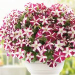 Петуния Саксесс F1 TR маджента стар (magenta star) /100 семян/ *Benary*