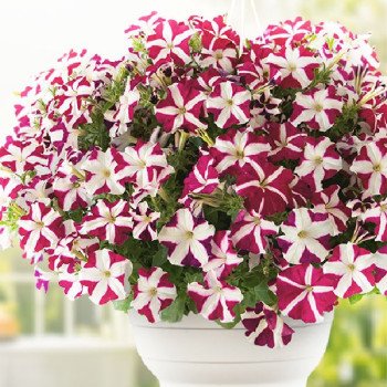 Петунія Саксесс F1 TR маджента стар (magenta star) /100 насінин/ *Benary*