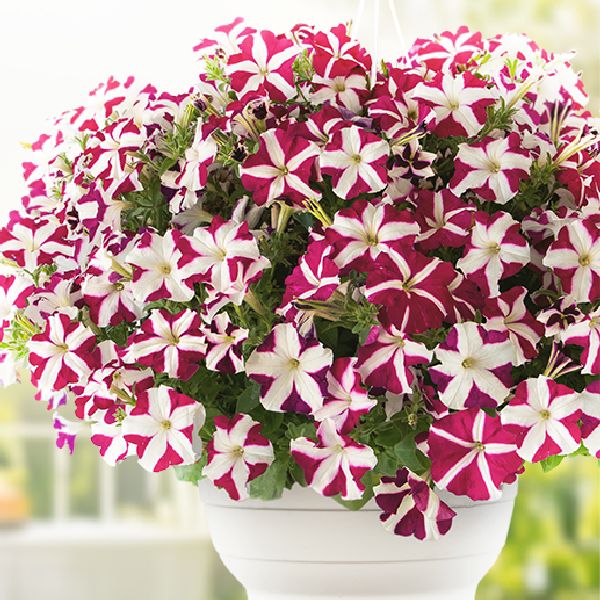 Семена петунии Саксесс F1 TR маджента стар (magenta star) /100 семян/ *Benary*