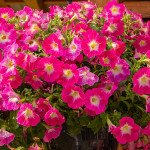 Петунія Саксесс F1 TR пінк морн (pink morn) /100 насінин/ *Benary*