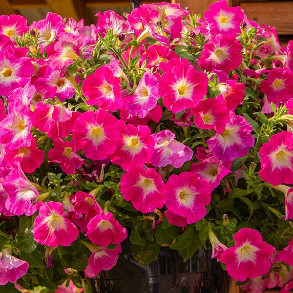 Семена петунии Саксесс F1 TR пинк морн (pink morn) /100 семян/ *Benary*