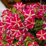 Петуния Саксесс F1 TR роуз стар (rose star) /100 семян/ *Benary*