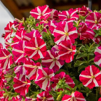 Петунія Саксесс F1 TR роуз стар (rose star) /100 насінин/ *Benary*