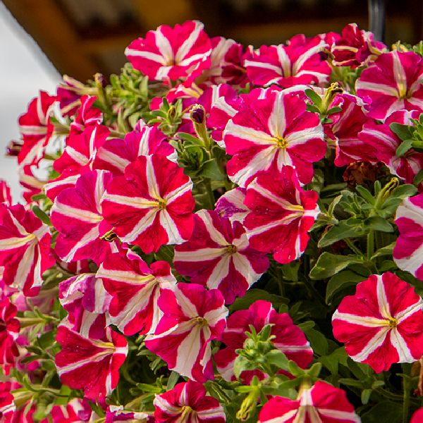 Насіння петунії Саксесс F1 TR роуз стар (rose star) /100 насінин/ *Benary*