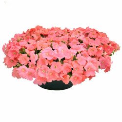 Петуния Саксесс F1 TR лососевая (salmon) /100 семян/ *Benary*