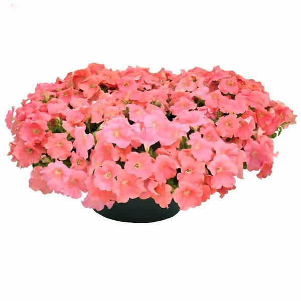 Насіння петунії Саксесс F1 TR лососева (salmon) /100 насінин/ *Benary*