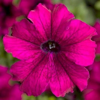 Петуния Тритуния F1 бургунди (burgundi) /500 семян (драже)/ *Syngenta*